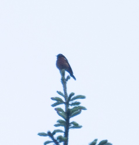 Ak Boğazlı Kızılkuyruk - ML644845078