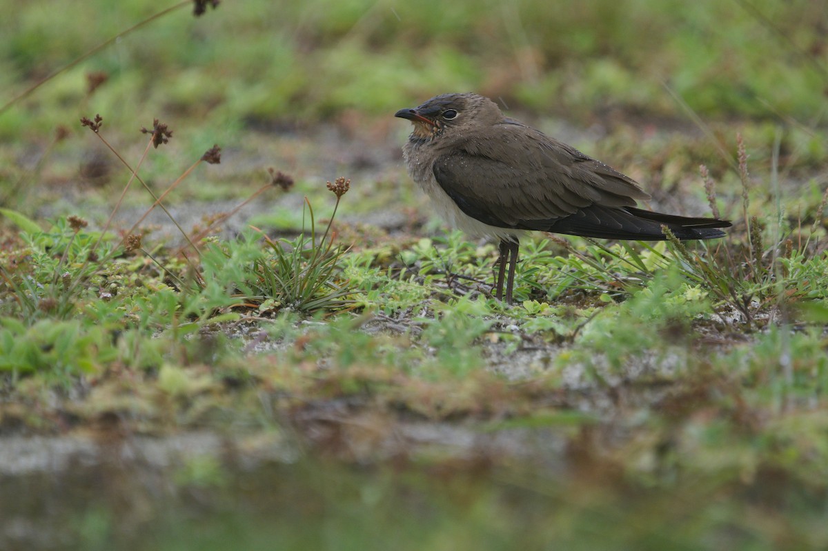 Oriental Pratincole - ML644845090