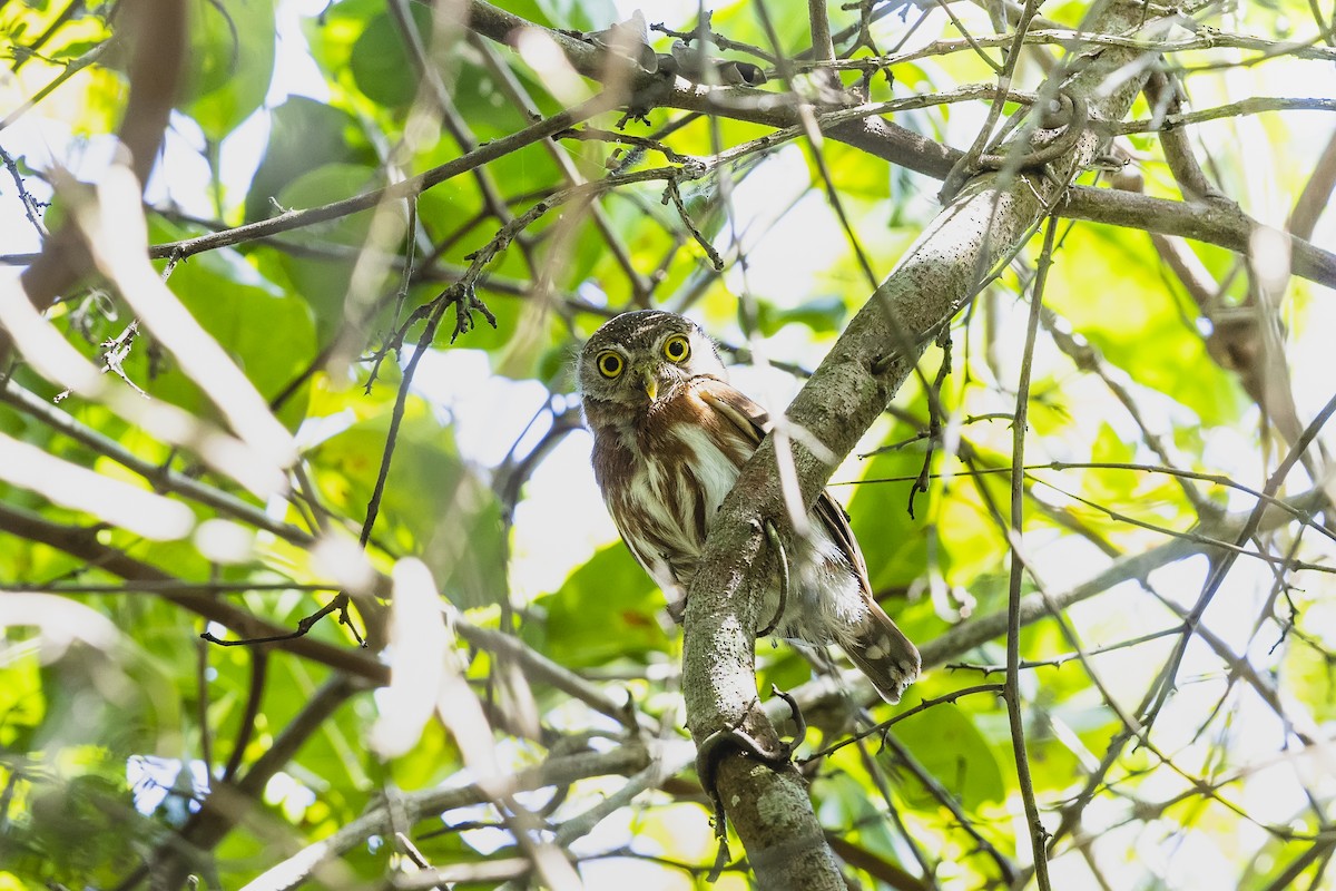 Kleinstzwergkauz - ML644845091