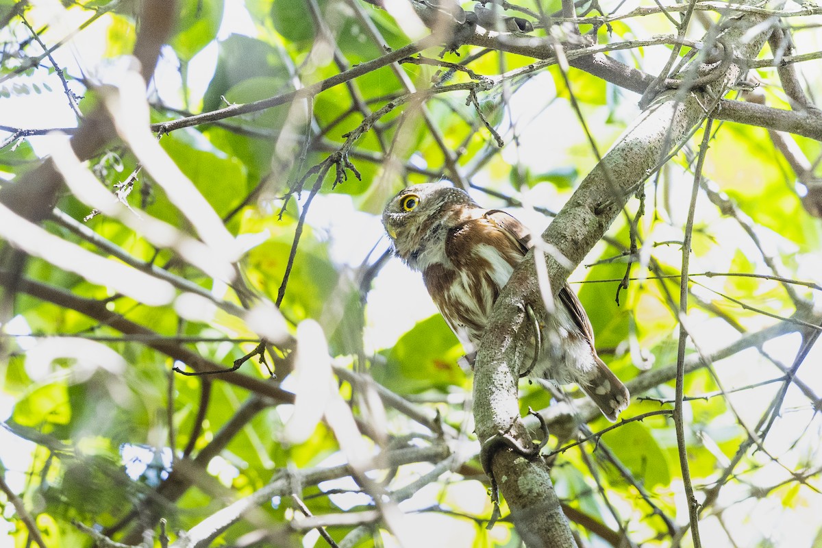 Kleinstzwergkauz - ML644845092