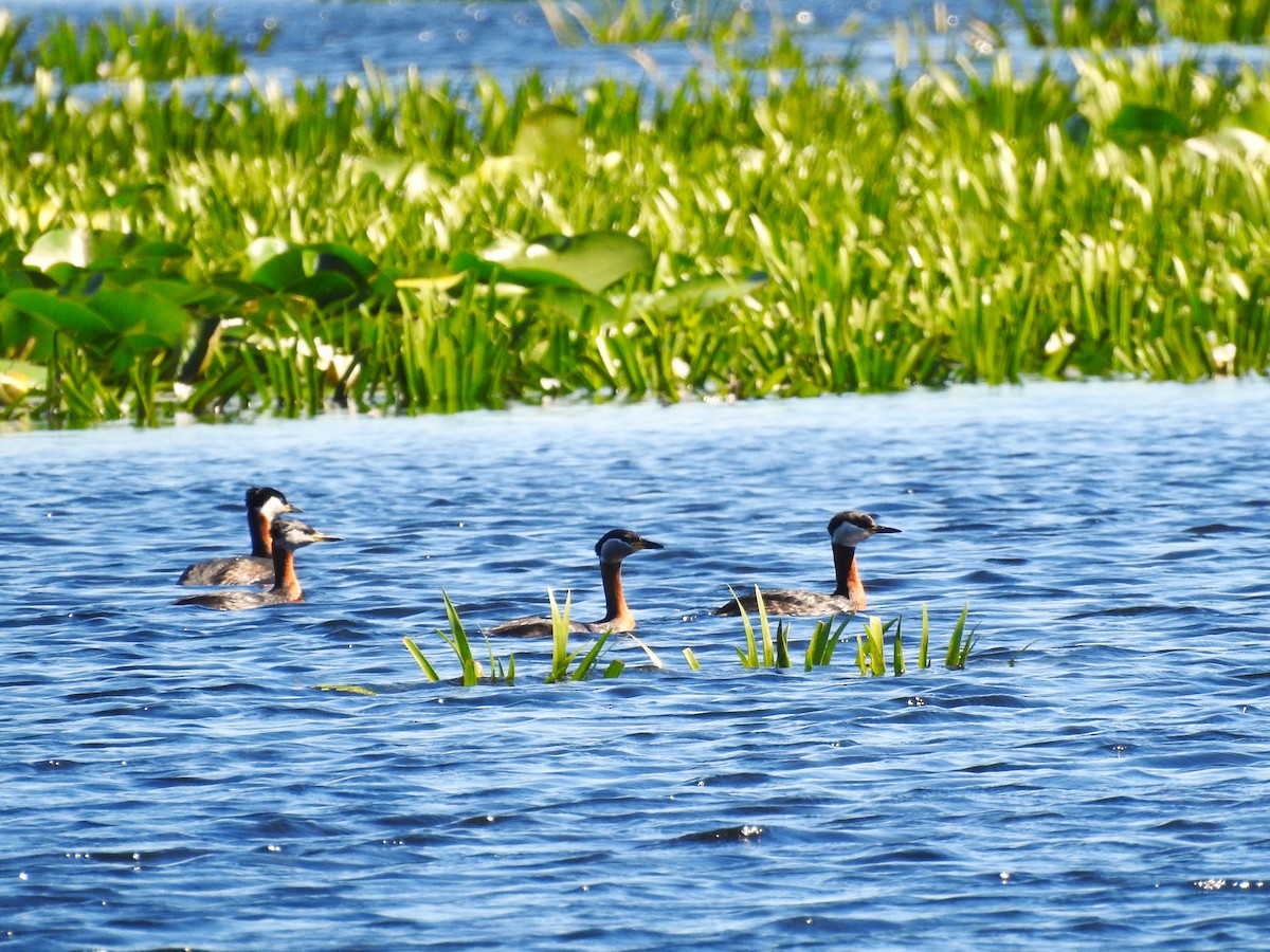 Red-necked Grebe - ML644845099