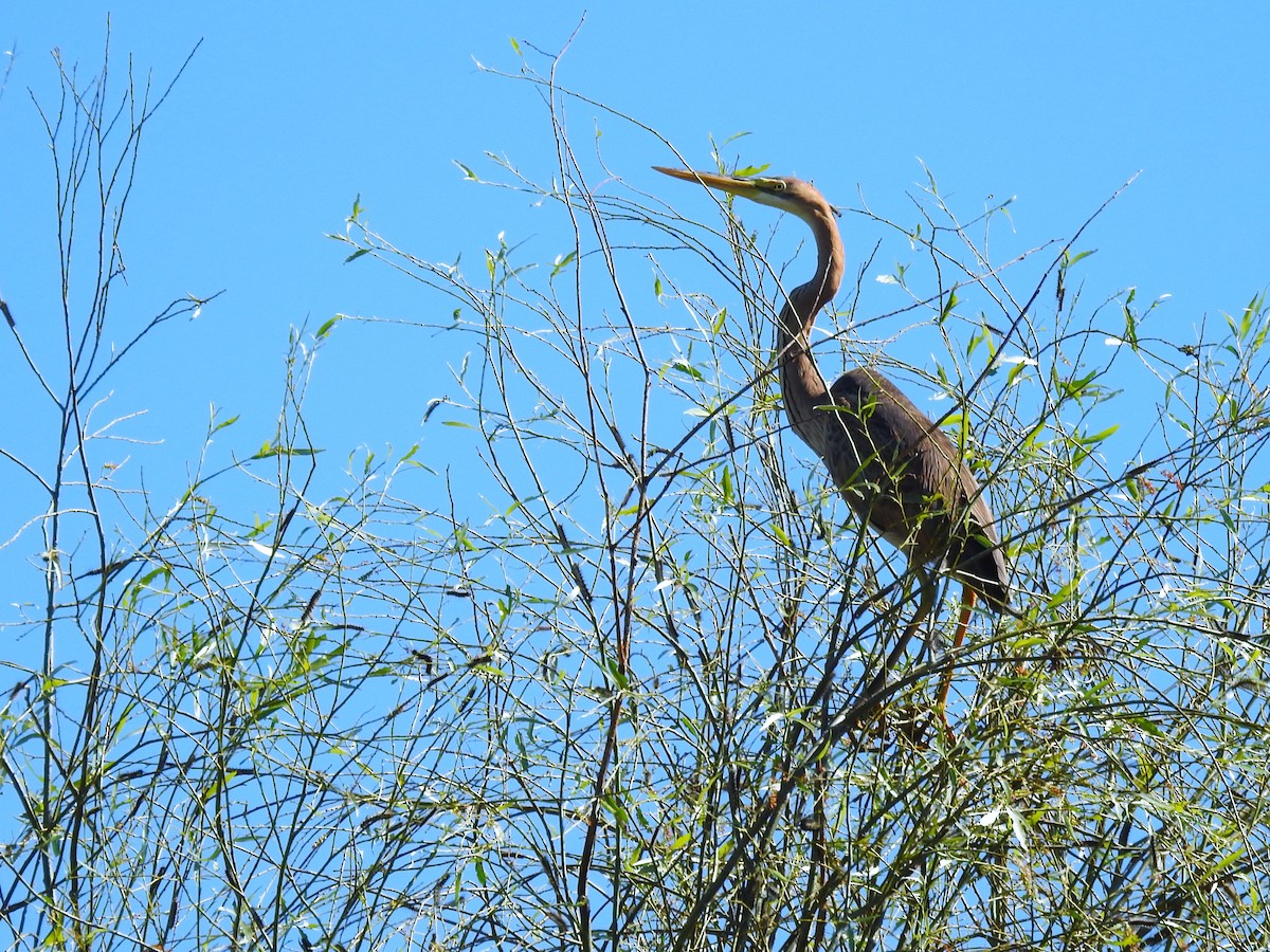 Purple Heron - ML644845102