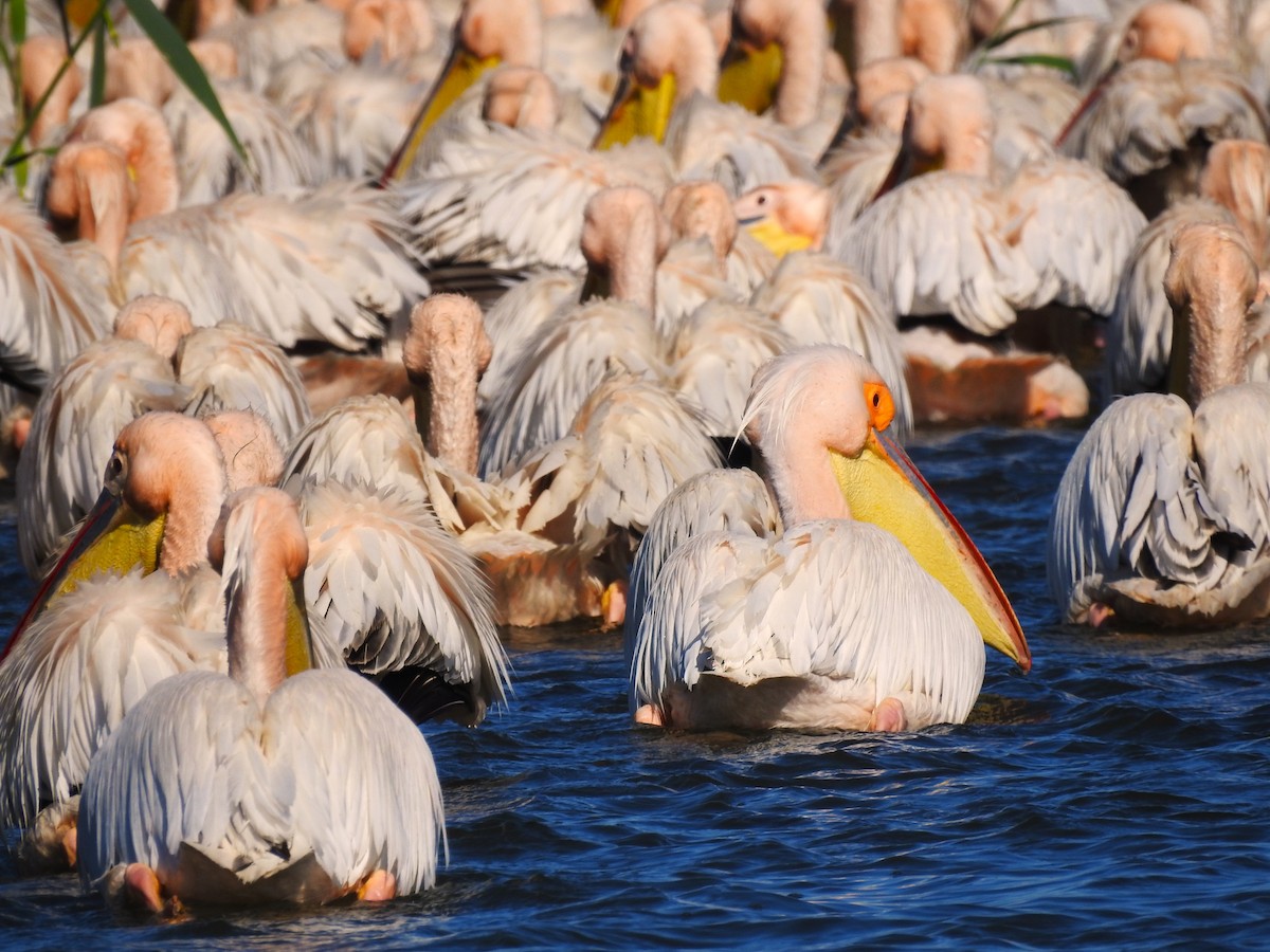 Great White Pelican - ML644845103