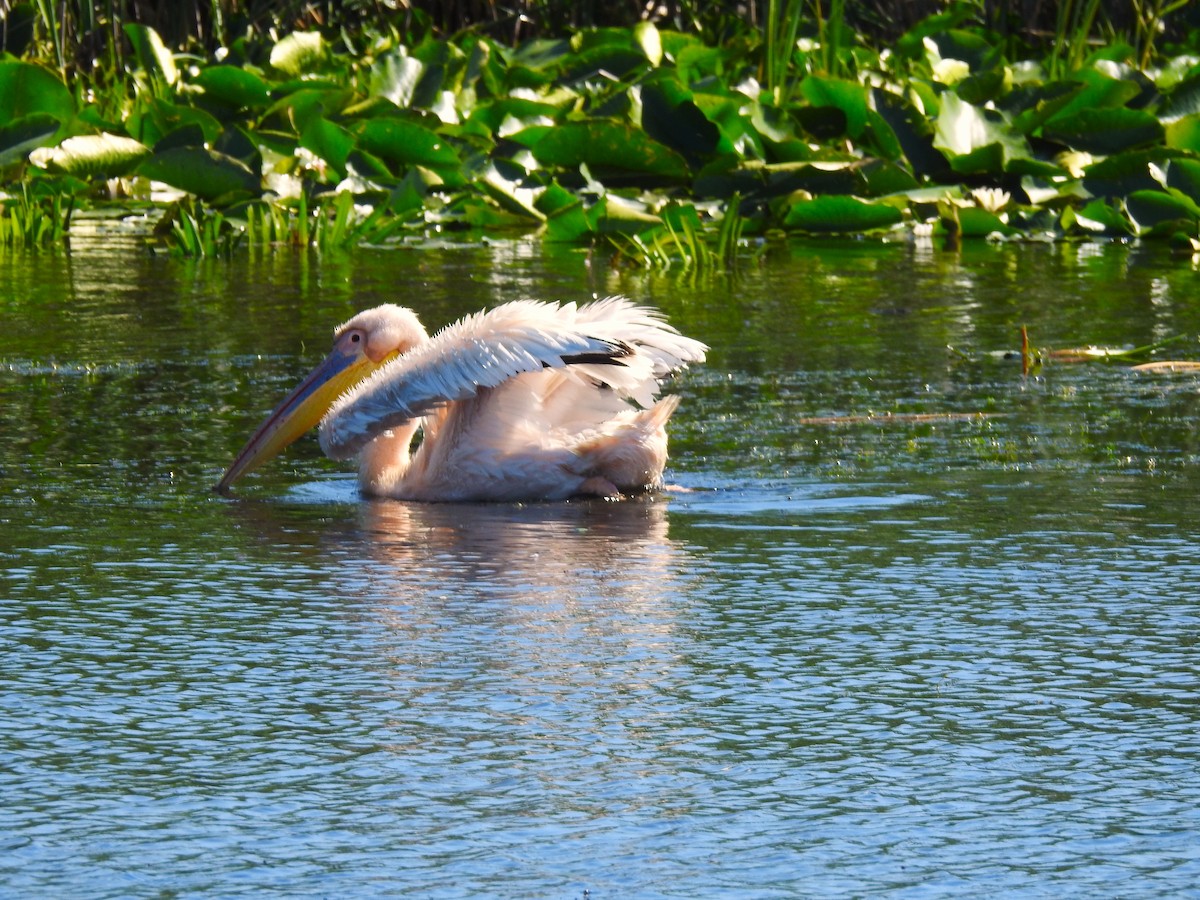Great White Pelican - ML644845104