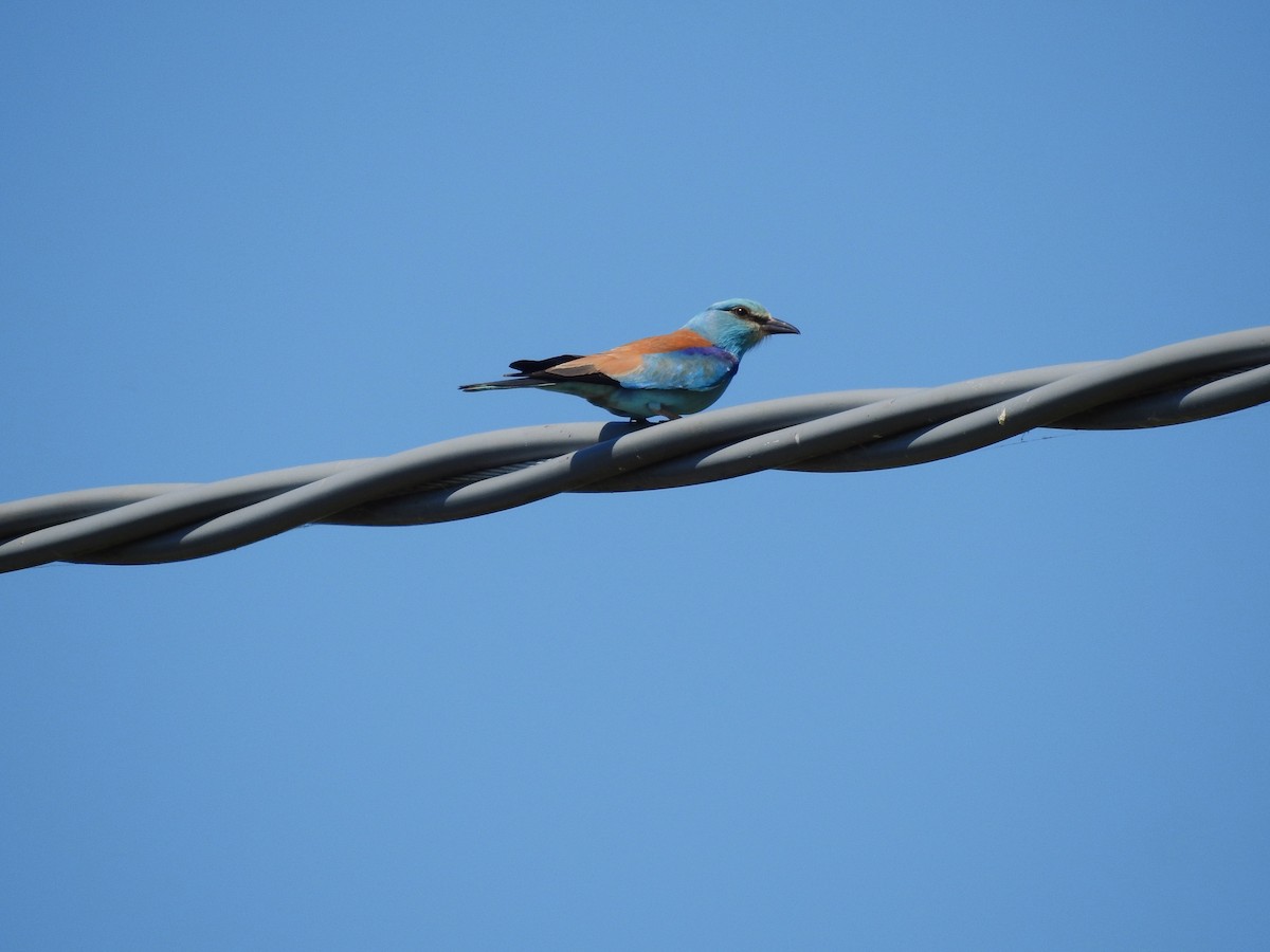 European Roller - ML644845105