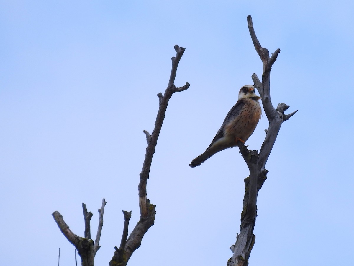 Red-footed Falcon - ML644845106
