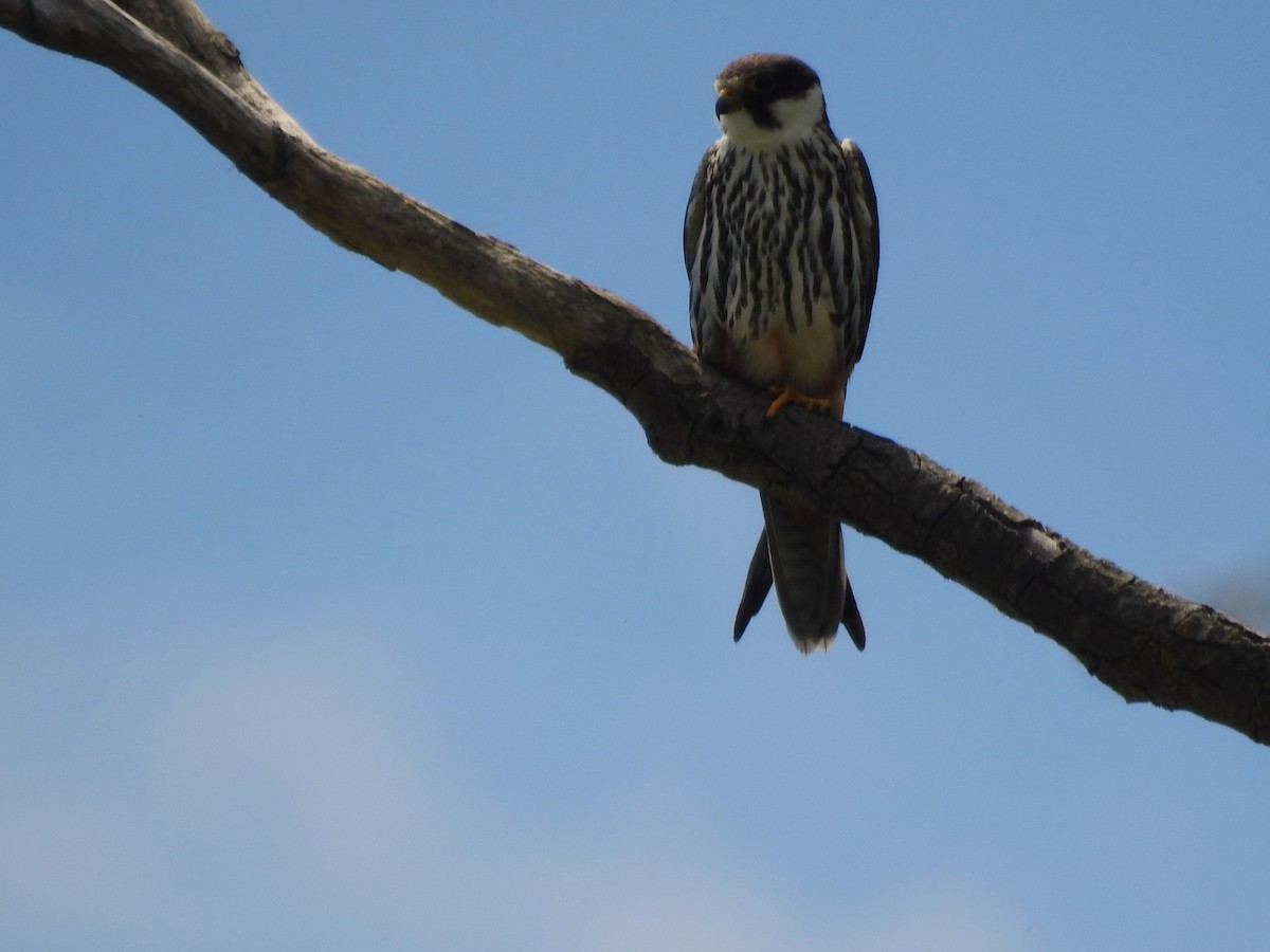 Eurasian Hobby - ML644845107