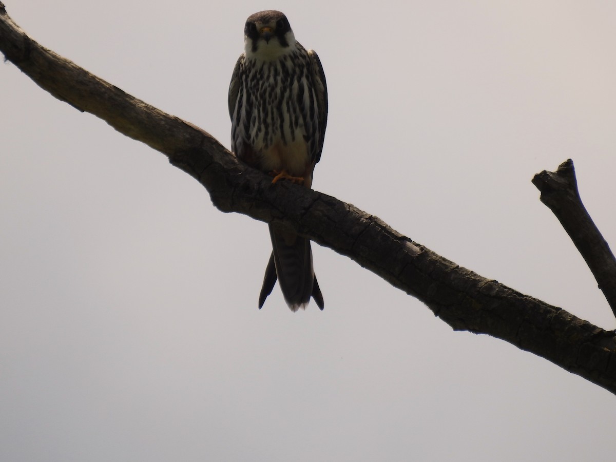 Eurasian Hobby - ML644845108