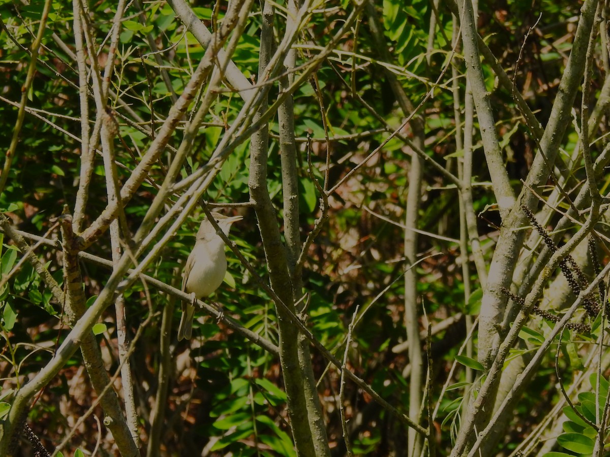 Eastern Olivaceous Warbler - ML644845110