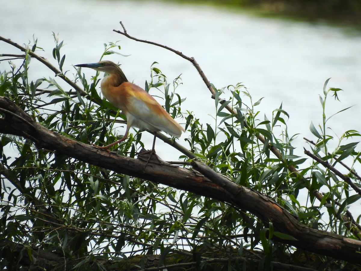 Squacco Heron - ML644845128
