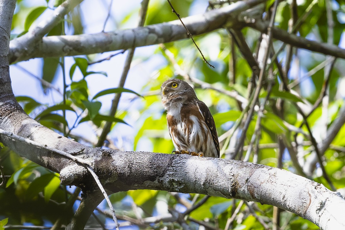 Kleinstzwergkauz - ML644845140