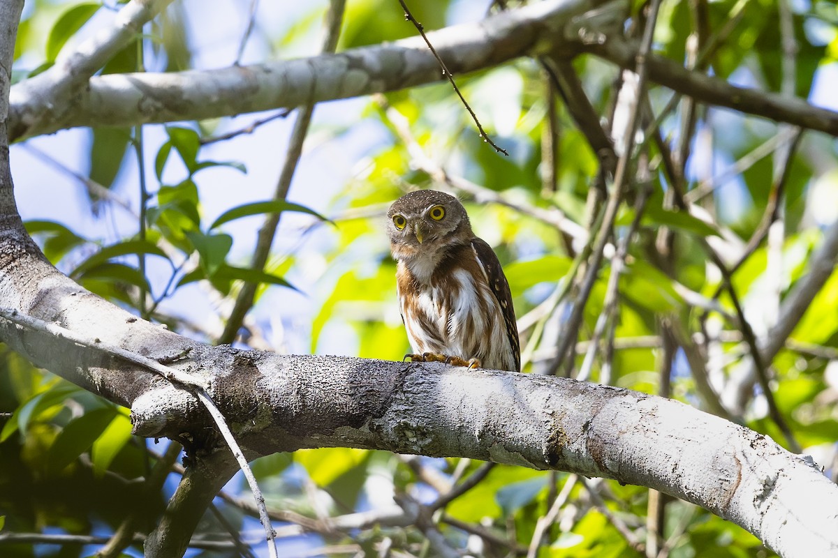 Kleinstzwergkauz - ML644845141