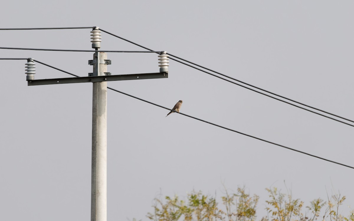 poštolka obecná - ML644845142