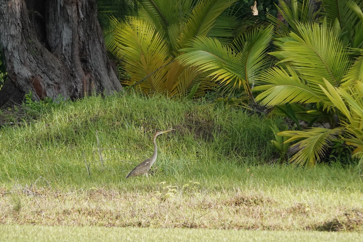 Purple Heron - ML644845146