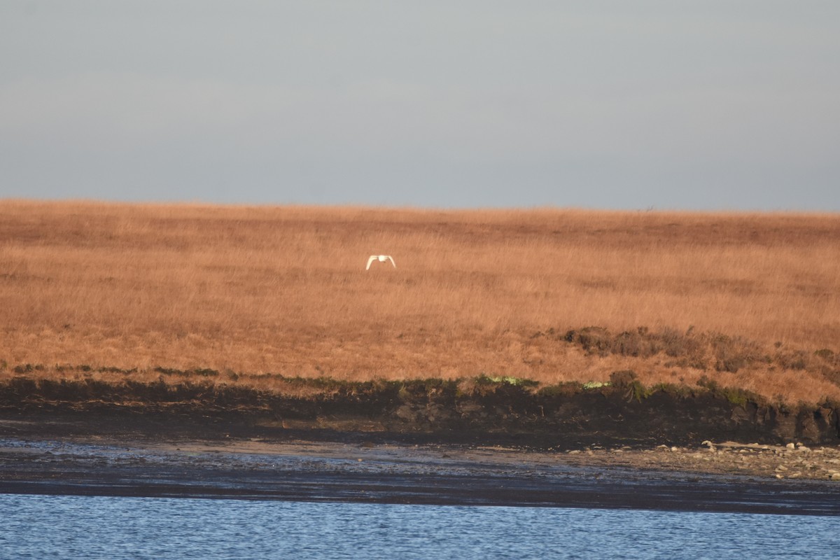 Little Egret - ML644845147