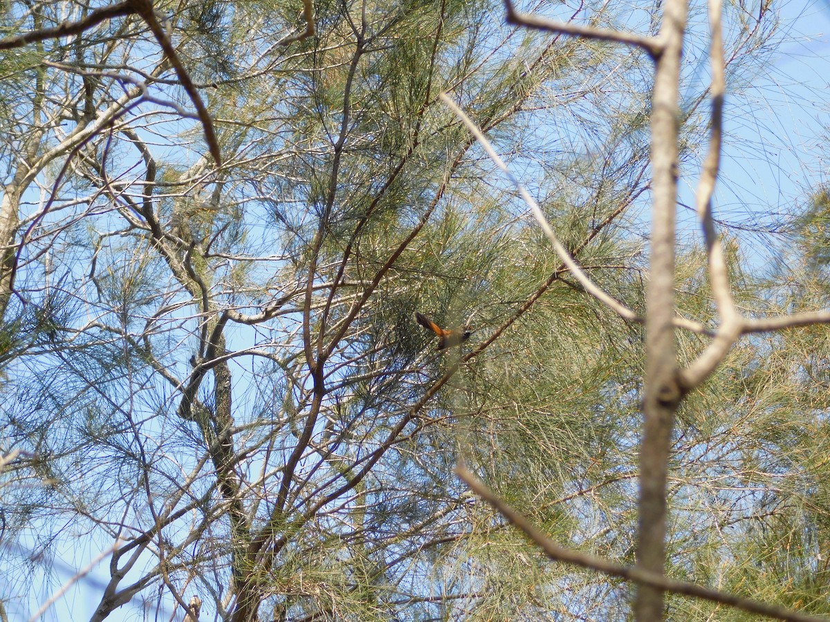 Australian Rufous Fantail - ML644845148