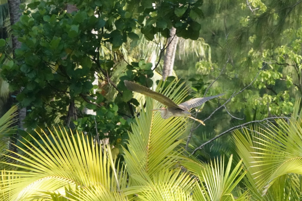 Purple Heron - ML644845149