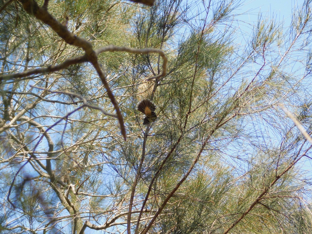 Australian Rufous Fantail - ML644845150
