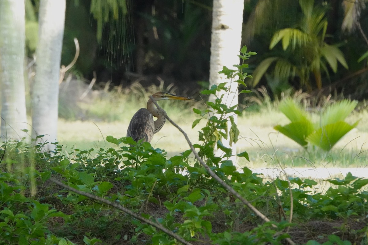 Purple Heron - ML644845151