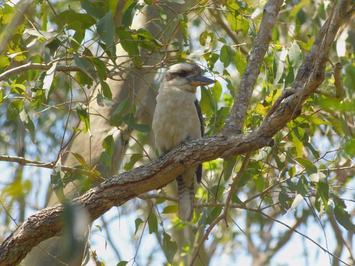 Laughing Kookaburra - ML644845152