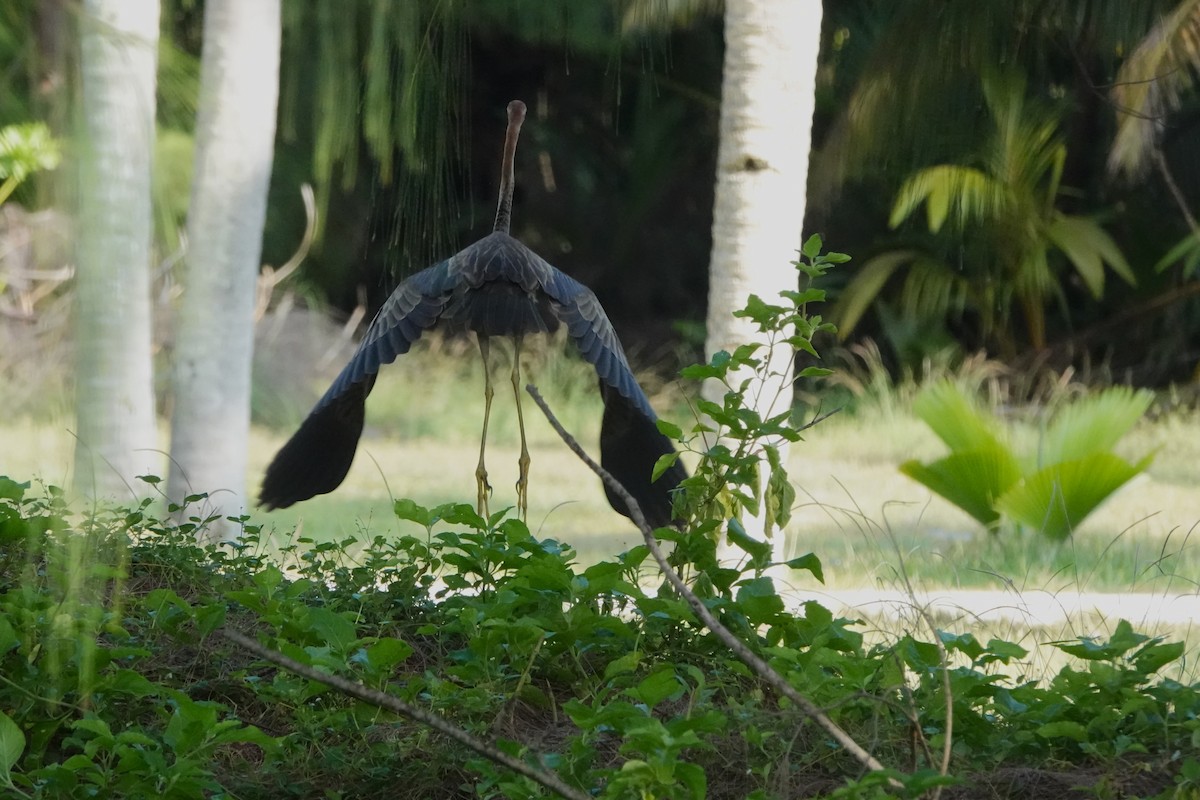 Purple Heron - ML644845153