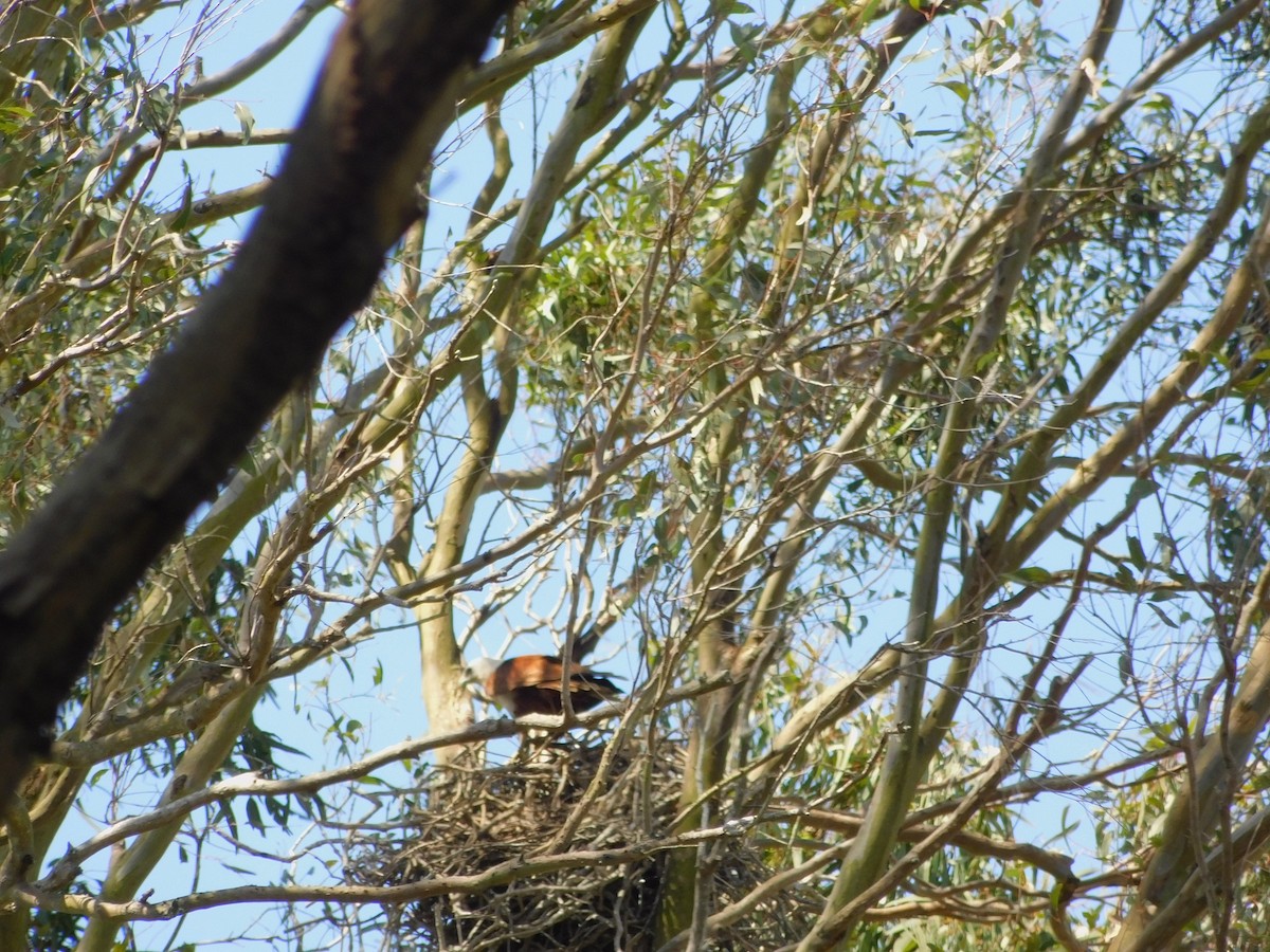 Brahminy Kite - ML644845155