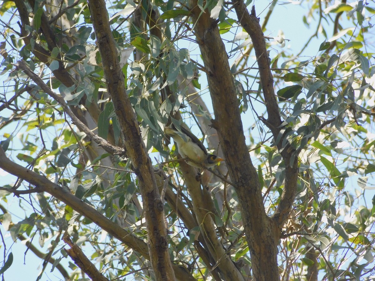 Noisy Miner - ML644845156