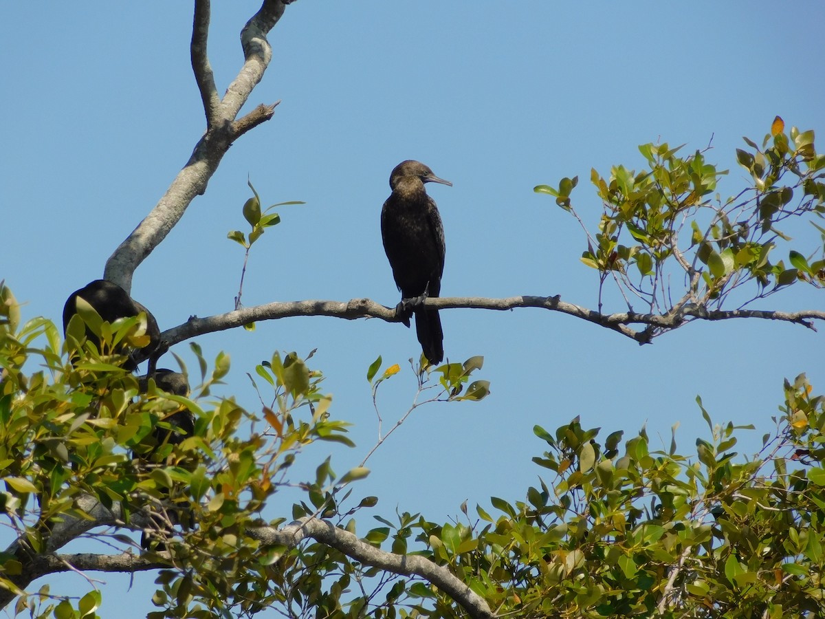 Little Black Cormorant - ML644845161