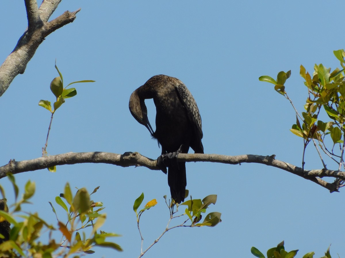 Little Black Cormorant - ML644845163