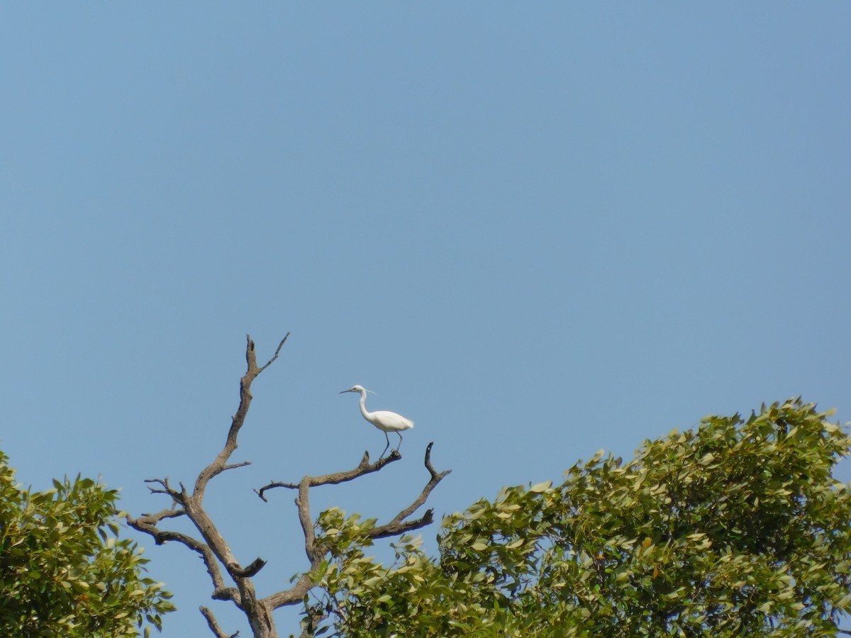 Little Egret - ML644845182
