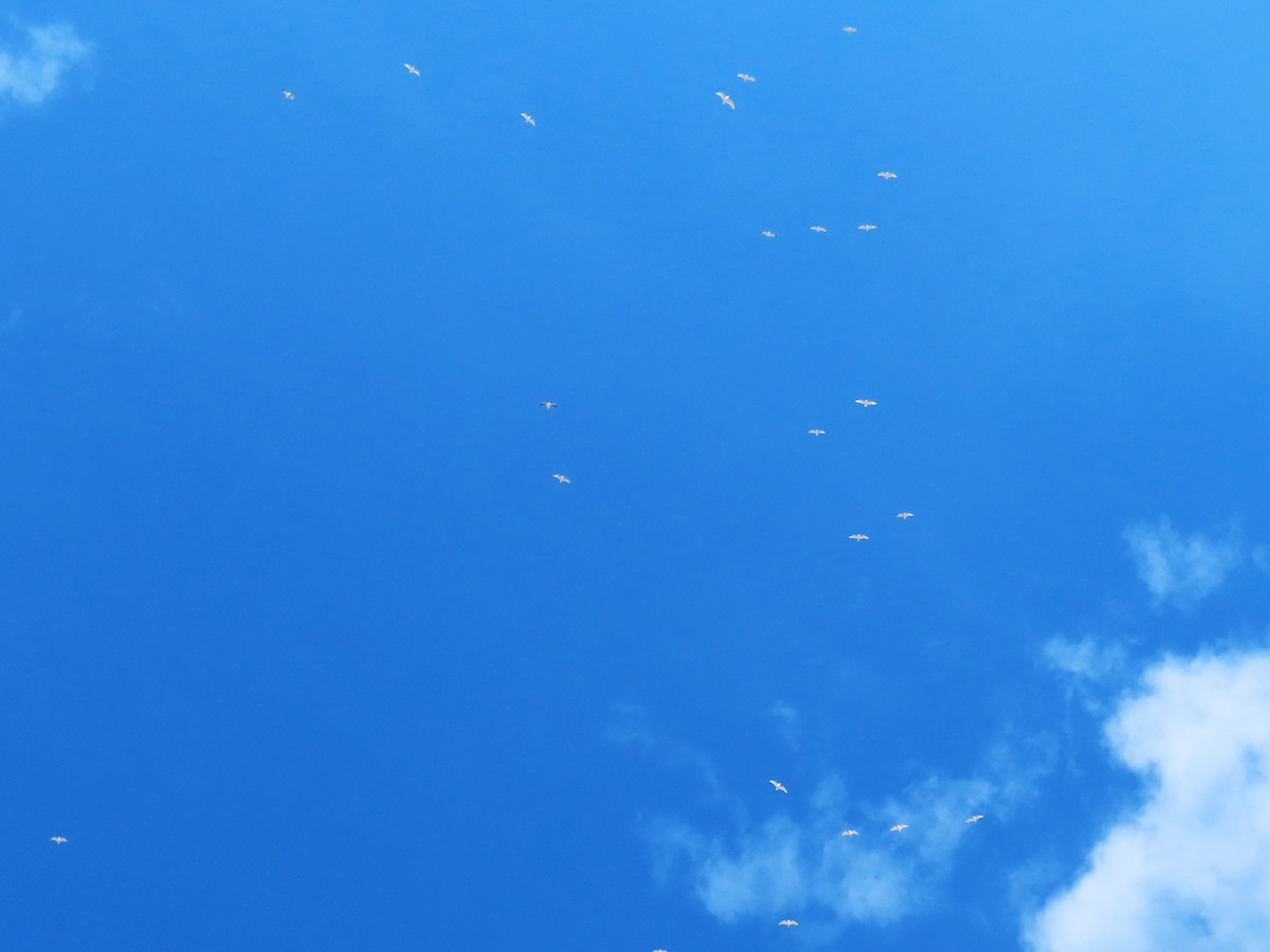 Mediterranean Gull - ML644845190