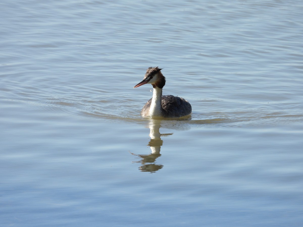 Great Crested Grebe - ML644845192