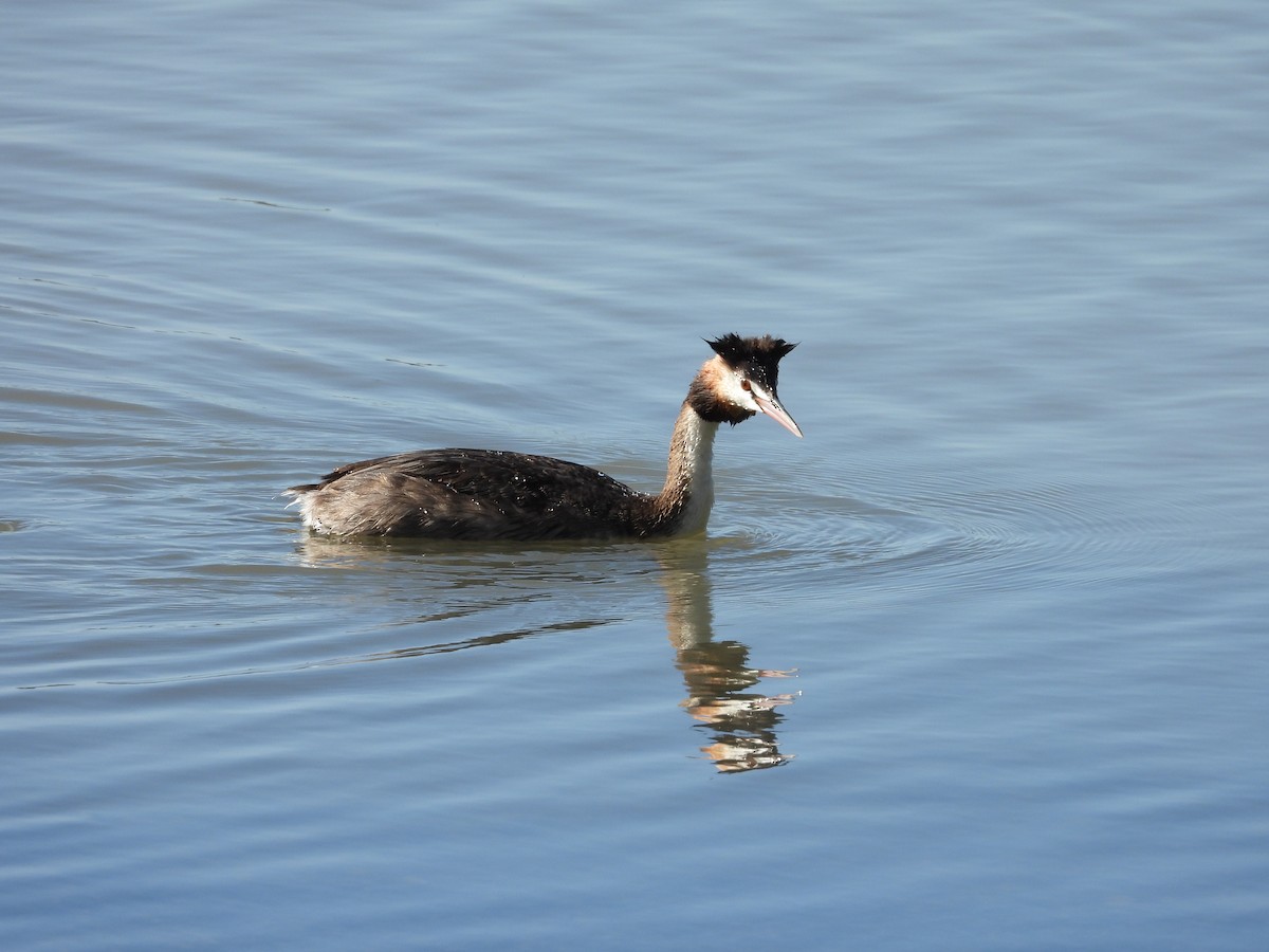 Great Crested Grebe - ML644845204