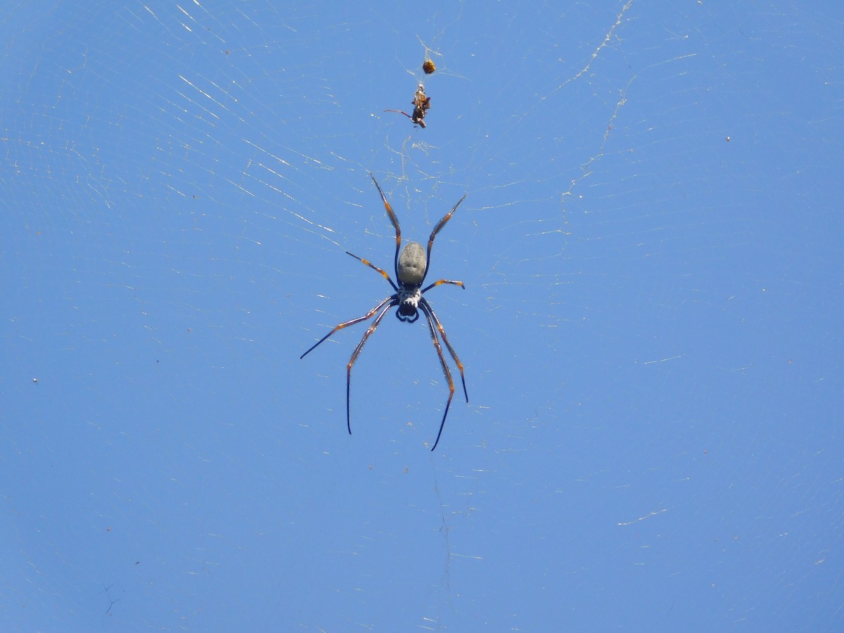 Animals - ML644845205