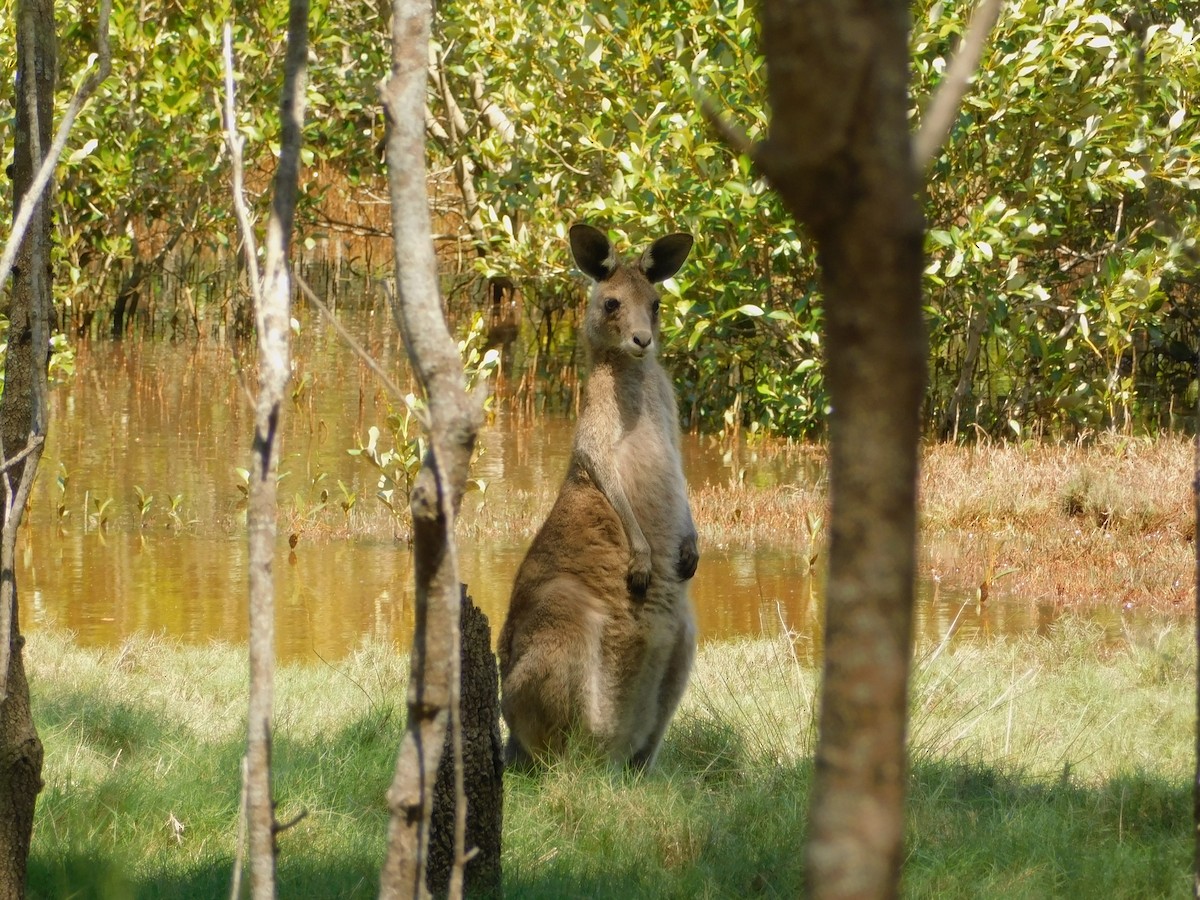 Animals - ML644845208