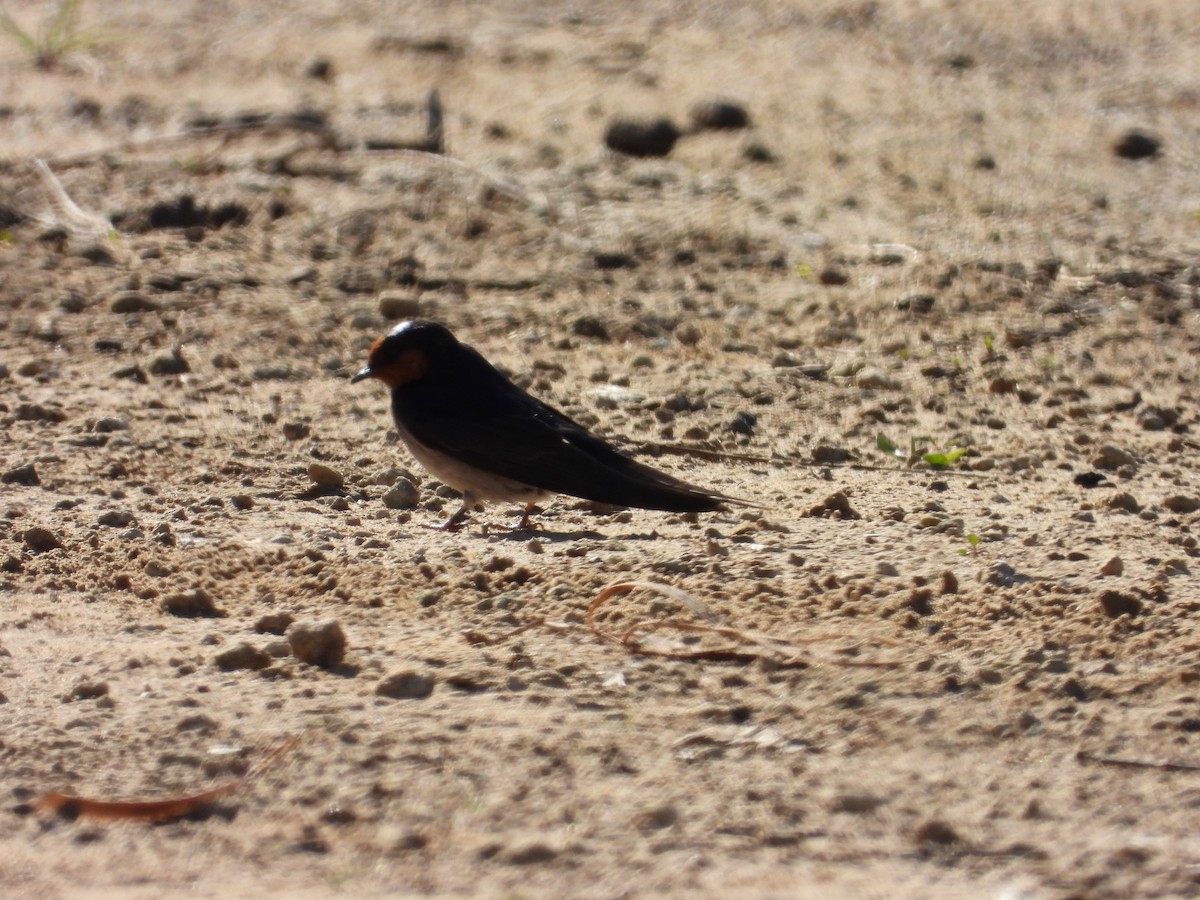 Welcome Swallow - ML644845224