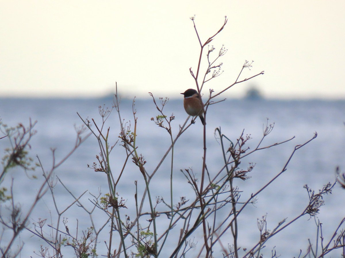 European Stonechat - ML644845230