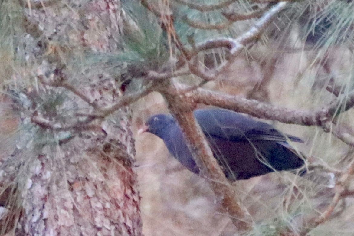 Laurel Pigeon - ML644845232