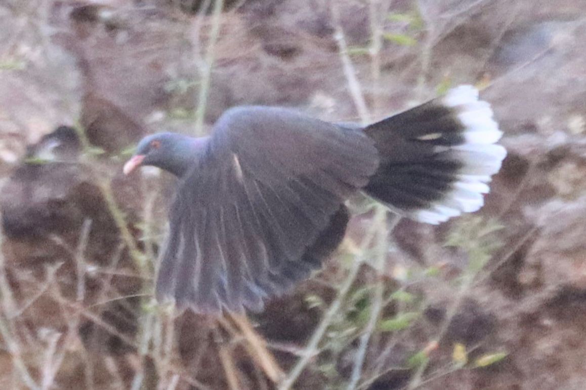 Laurel Pigeon - ML644845233