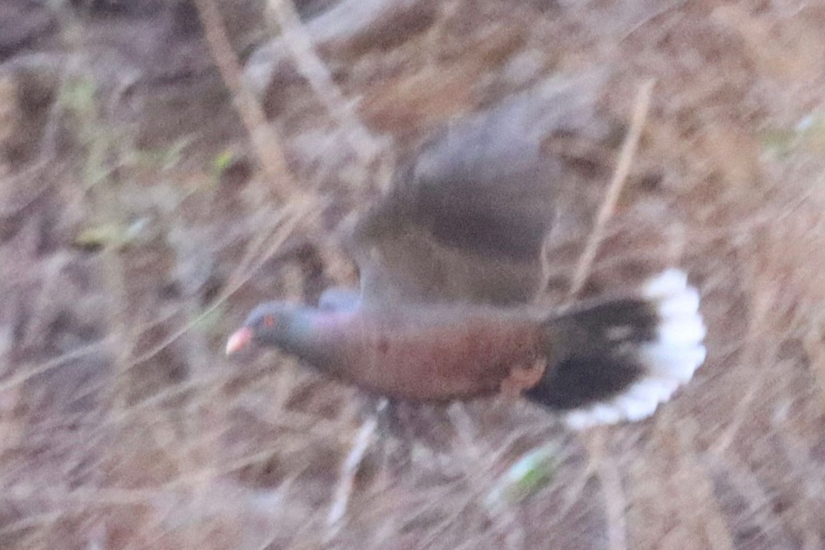 Laurel Pigeon - ML644845234