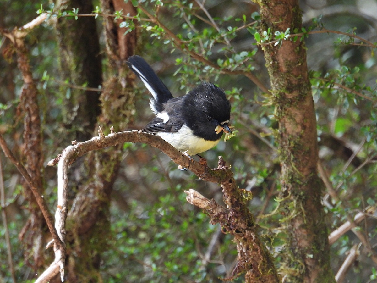 Tomtit - ML644845247