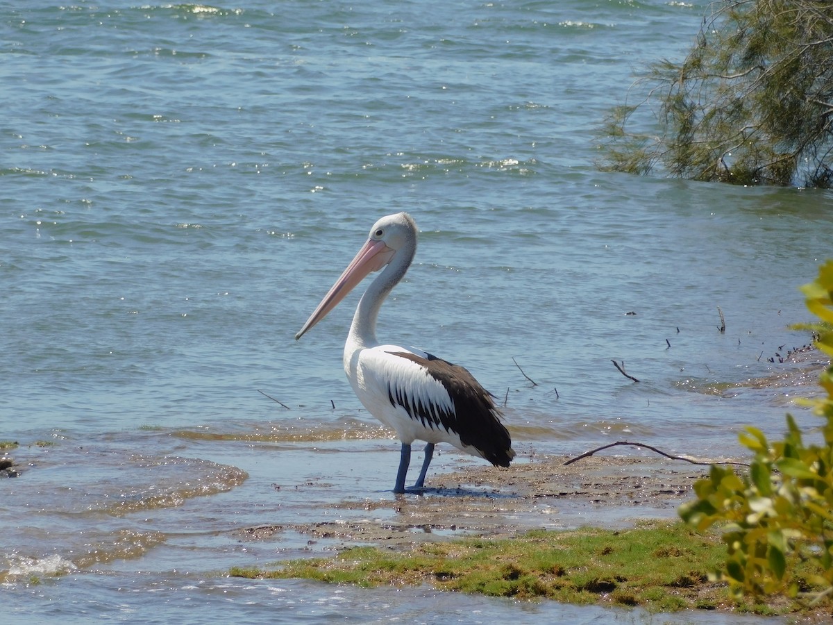 Australian Pelican - ML644845257