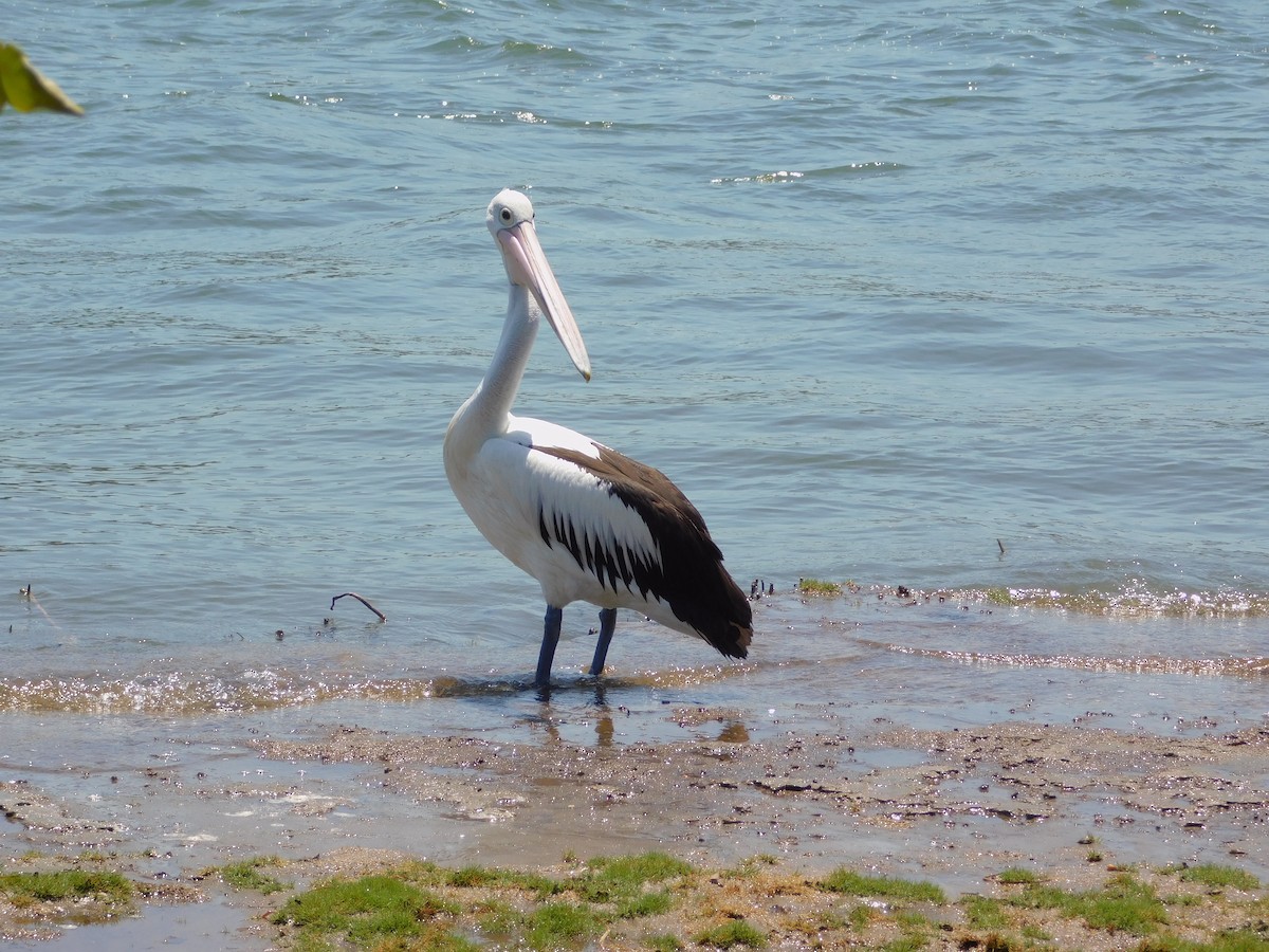 Australian Pelican - ML644845261