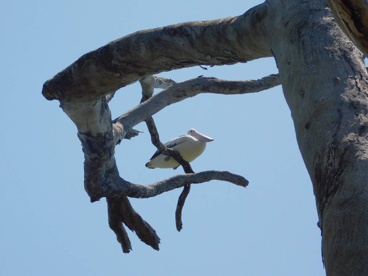 Australian Pelican - ML644845262