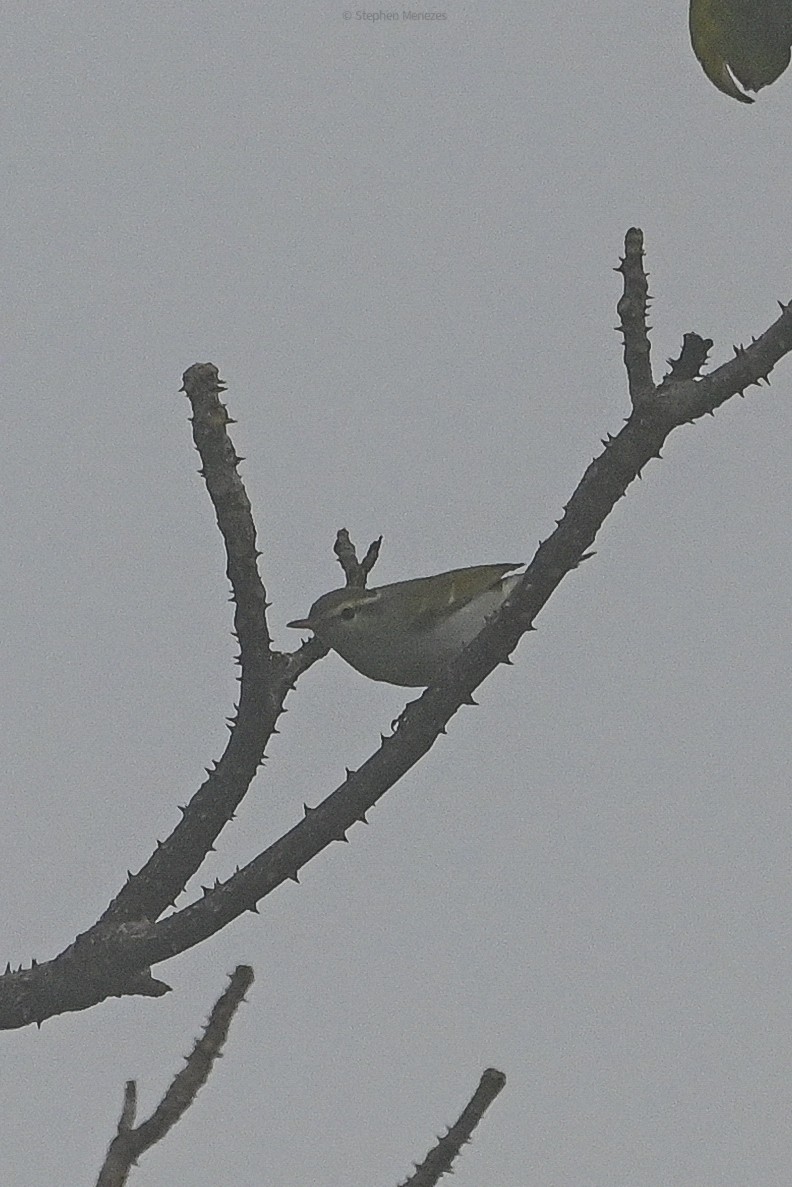 Желтобрюхая пеночка - ML644845265