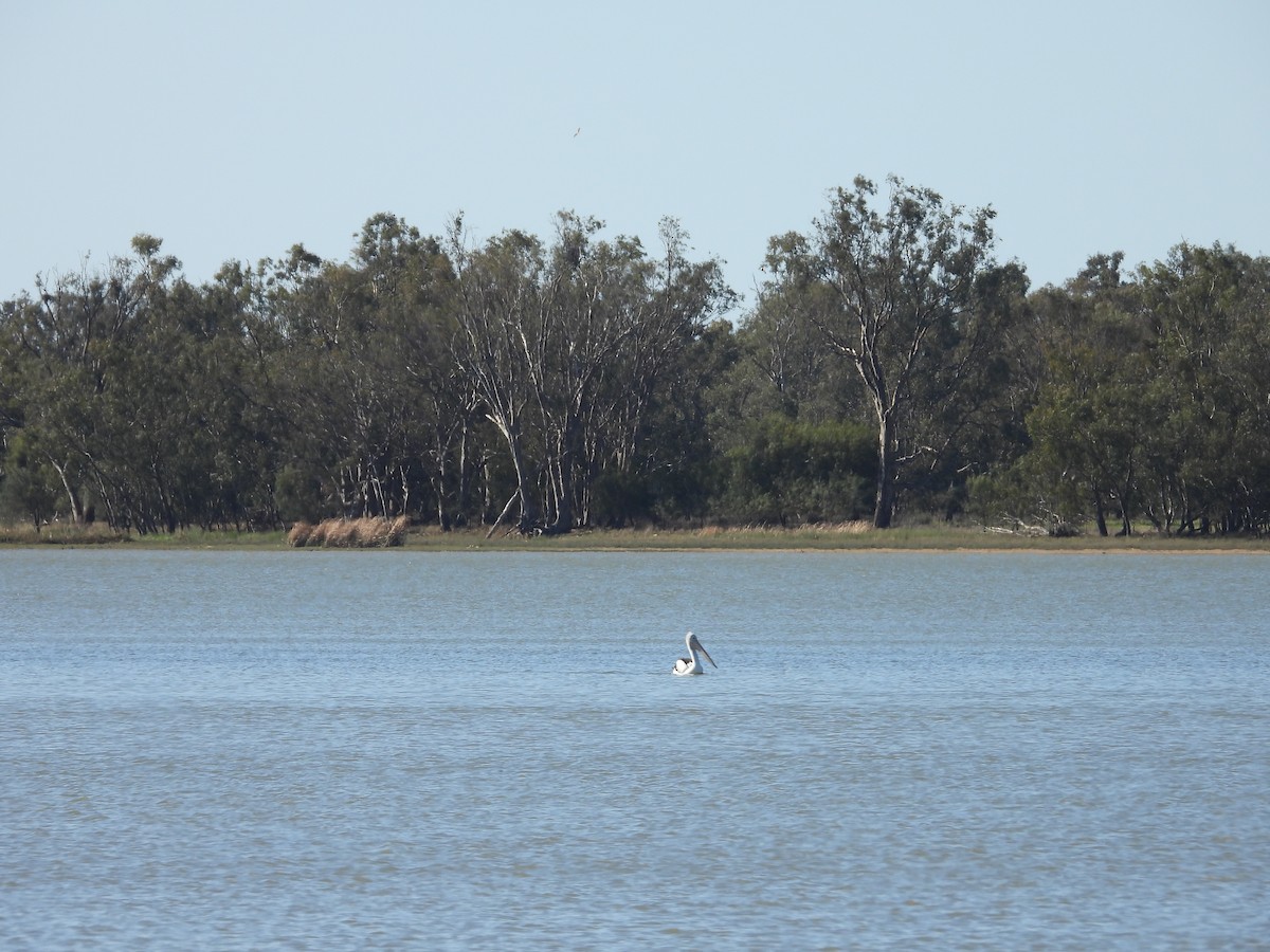 Australian Pelican - ML644845266