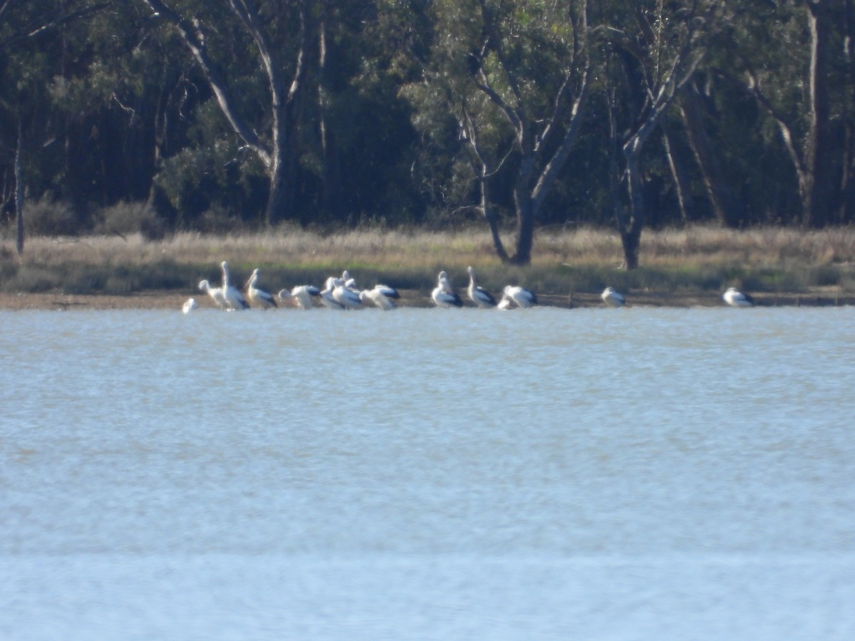 Australian Pelican - ML644845275