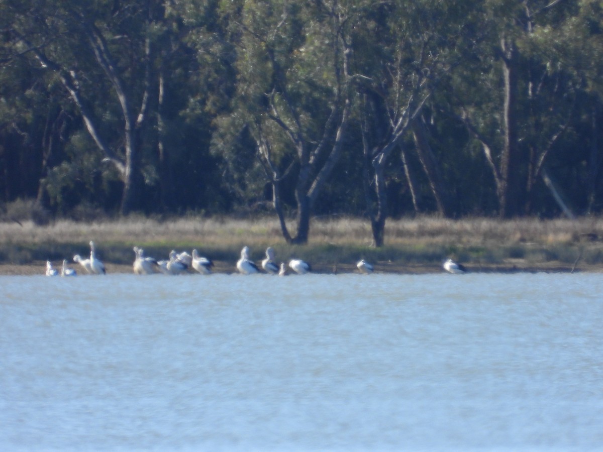Australian Pelican - ML644845277