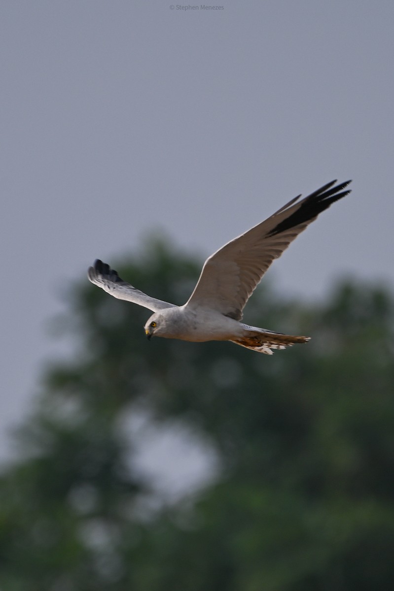 Pallid Harrier - ML644845278