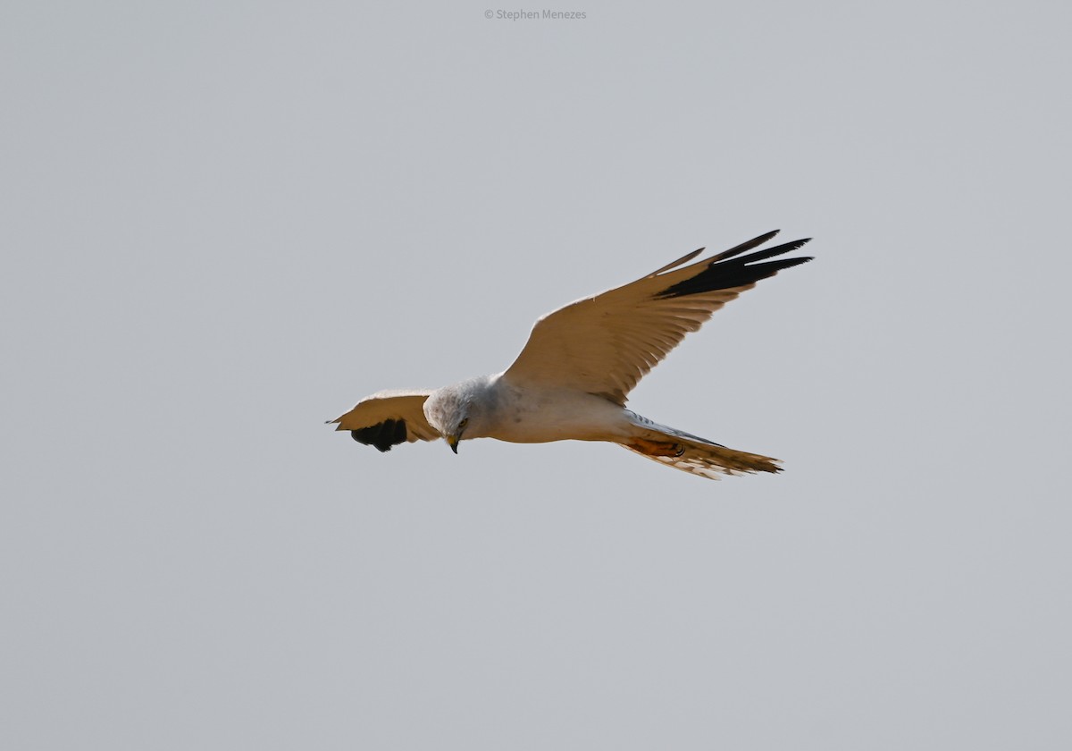 Pallid Harrier - ML644845279